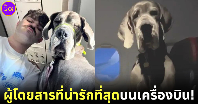 หนุ่มอเมริกันเหมาเก้าอี้ 3 ตัวบนเครื่องบินพาน้องหมาให้กำลังใจ (Emotional Support Dog) สายพันธุ์เกรทเดน