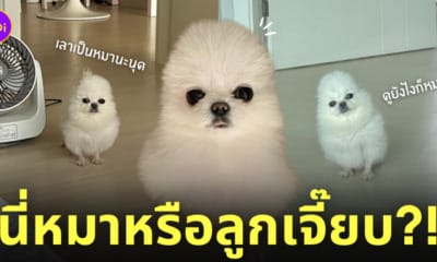 หมาปอมดูเหมือนลูกเจี๊ยบ ไก่