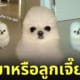 หมาปอมดูเหมือนลูกเจี๊ยบ ไก่