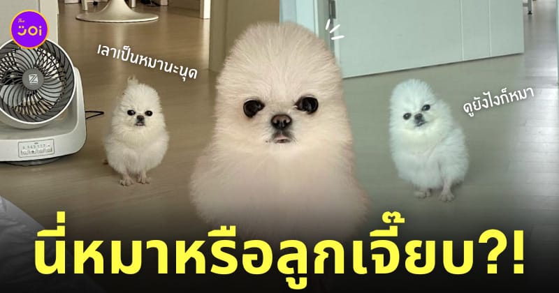 หมาปอมดูเหมือนลูกเจี๊ยบ ไก่