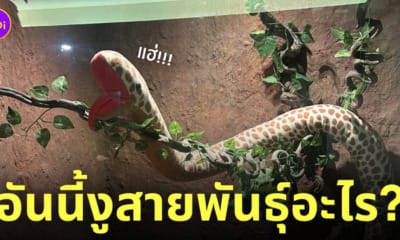 ตุ๊กตางูในสวนสัตว์