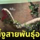 ตุ๊กตางูในสวนสัตว์