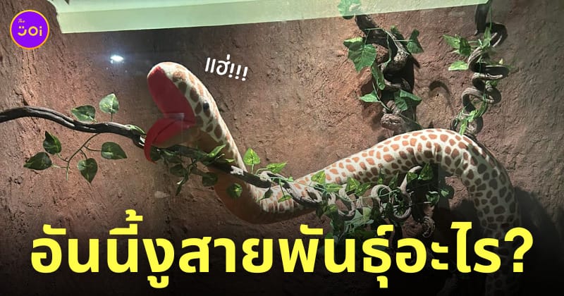 ตุ๊กตางูในสวนสัตว์