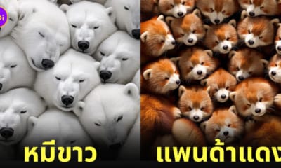 ภาพสัตว์โลกกอดกันอบอุ่น ai
