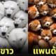 ภาพสัตว์โลกกอดกันอบอุ่น ai