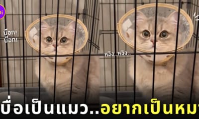 คลิปแมวส่งเสียงร้องเหมือนหมา