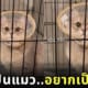 คลิปแมวส่งเสียงร้องเหมือนหมา