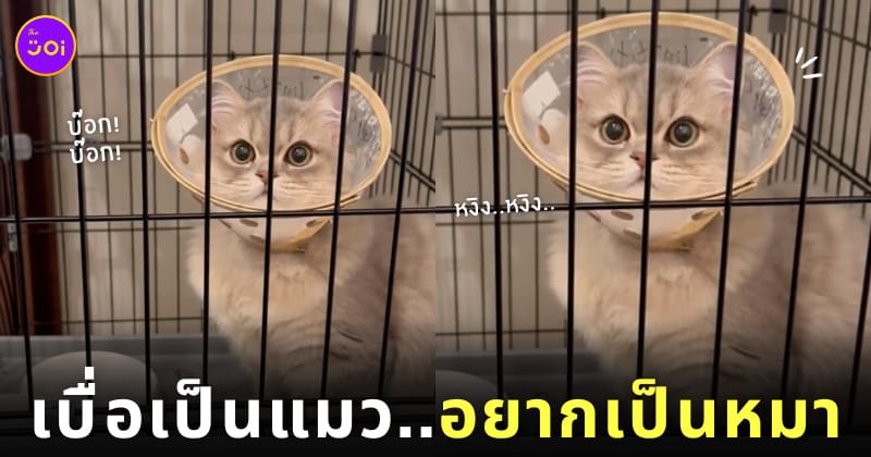 คลิปแมวส่งเสียงร้องเหมือนหมา