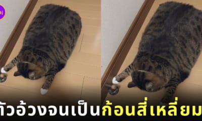 แมวสลิดตัวอ้วนเป็นก้อนสี่เหลี่ยม