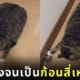 แมวสลิดตัวอ้วนเป็นก้อนสี่เหลี่ยม