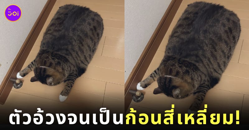 แมวสลิดตัวอ้วนเป็นก้อนสี่เหลี่ยม