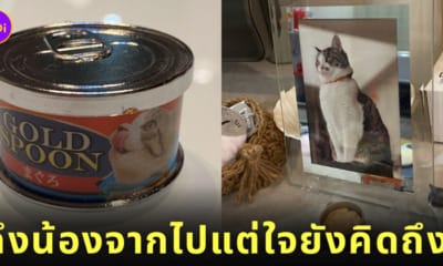 ลูกสาวขอเงินพ่อไปสุ่มกาชาปองอาหารแมว ให้เจ้าเหมียวที่กลับดาวแมวไปแล้ว