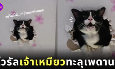แมวทะลุเพดาน แมวติดบนฝ้า tiktok