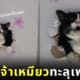 แมวทะลุเพดาน แมวติดบนฝ้า tiktok