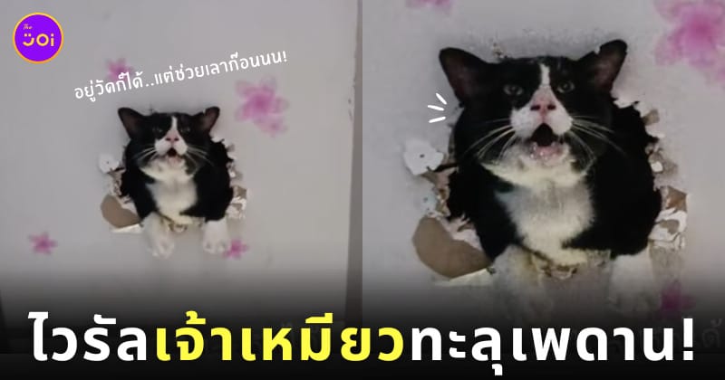 แมวทะลุเพดาน แมวติดบนฝ้า tiktok