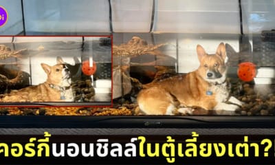 ภาพลวงตา หมาคอร์กี้นอนชิลล์อยู่ในตู้เลี้ยงเต่า