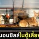 ภาพลวงตา หมาคอร์กี้นอนชิลล์อยู่ในตู้เลี้ยงเต่า