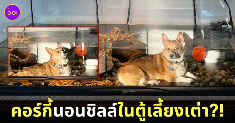 ภาพลวงตา หมาคอร์กี้นอนชิลล์อยู่ในตู้เลี้ยงเต่า