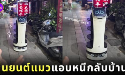 หุ่นยนต์น้องแมวเสิร์ฟอาหาร หนีกลับบ้าน