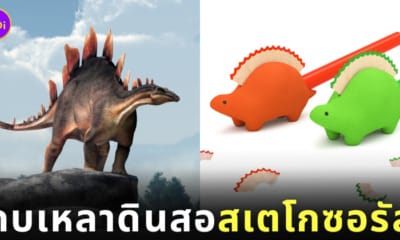 กบเหลาดินสอ ไดโนเสาร์ สเตโกซอรัส