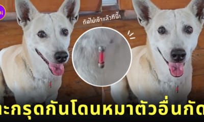 คลิปยายแขวนตะกรุดให้น้องหมา TikTok