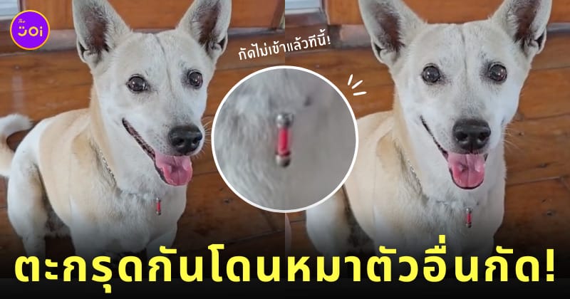 คลิปยายแขวนตะกรุดให้น้องหมา TikTok