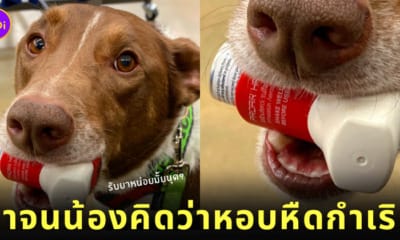 เจ้าของหัวเราะแรง หมาบริการ คาบยาพ่นอาการหอบหืดมาให้