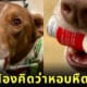 เจ้าของหัวเราะแรง หมาบริการ คาบยาพ่นอาการหอบหืดมาให้