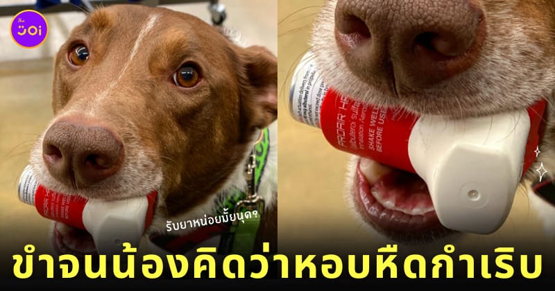 เจ้าของหัวเราะแรง หมาบริการ คาบยาพ่นอาการหอบหืดมาให้