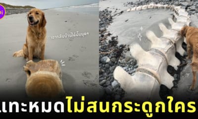 หมาโกลเด้นแทะกระดูกวาฬชิ้นโตบนชายหาด