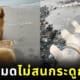 หมาโกลเด้นแทะกระดูกวาฬชิ้นโตบนชายหาด