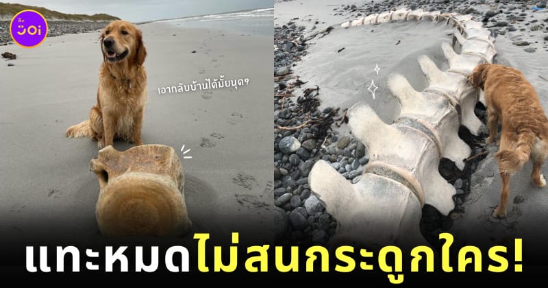หมาโกลเด้นแทะกระดูกวาฬชิ้นโตบนชายหาด