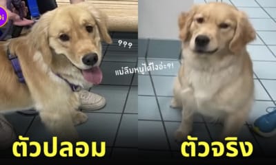 เจ้าของพาหมาโกลเด้นกลับบ้านผิดตัว
