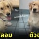 เจ้าของพาหมาโกลเด้นกลับบ้านผิดตัว