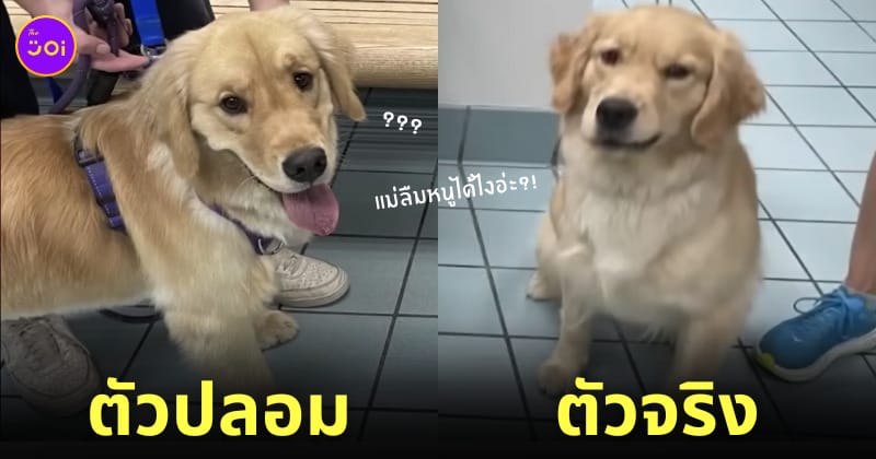 เจ้าของพาหมาโกลเด้นกลับบ้านผิดตัว