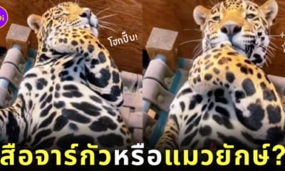 คลิปเสืออ้วน น่ารัก tiktok