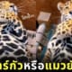 คลิปเสืออ้วน น่ารัก tiktok