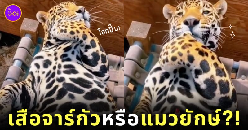 คลิปเสืออ้วน น่ารัก tiktok
