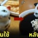 แก้วเทนมแมวอ้วก ญี่ปุ่น