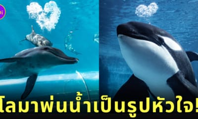 วาฬเพชฌฆาต โลมา พ่นน้ำเป็นรูปหัวใจ