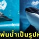 วาฬเพชฌฆาต โลมา พ่นน้ำเป็นรูปหัวใจ