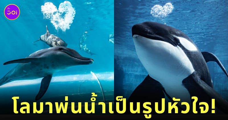 วาฬเพชฌฆาต โลมา พ่นน้ำเป็นรูปหัวใจ