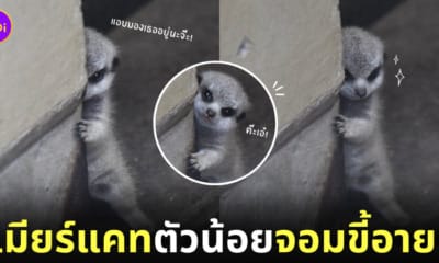 เมียร์แคท ขี้อาย แอบมองนักท่องเที่ยว สวนสัตว์ญี่ปุ่น