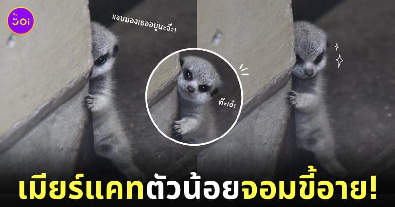เมียร์แคท ขี้อาย แอบมองนักท่องเที่ยว สวนสัตว์ญี่ปุ่น