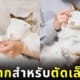 หน้ากากแมว ตัดเล็บ แบรนด์ Nekozuki ญี่ปุ่น