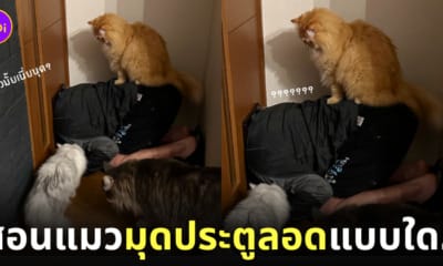 ทาสสอนให้แมวใช้ประตูลอด แต่ดันมุดหัวเข้าไปติดเอง