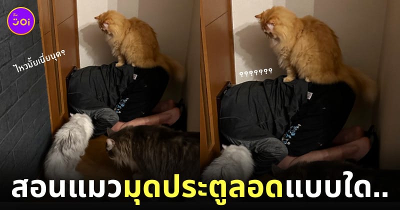 ทาสสอนให้แมวใช้ประตูลอด แต่ดันมุดหัวเข้าไปติดเอง