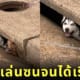 หมาไซบีเรียน หมาโกลเด้น ติดในท่อระบายน้ำ ใบหน้าไม่รู้ร้อนรู้หนาว