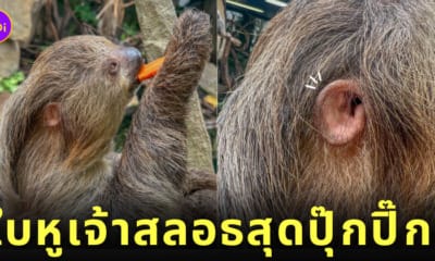 ภาพหูของสลอธ สวนสัตว์ญี่ปุ่น