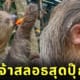 ภาพหูของสลอธ สวนสัตว์ญี่ปุ่น
